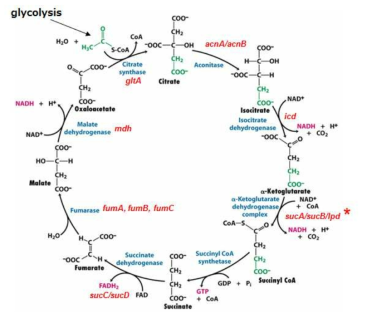 sucA gene in TCA cycle