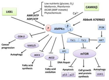 AMPK pathway