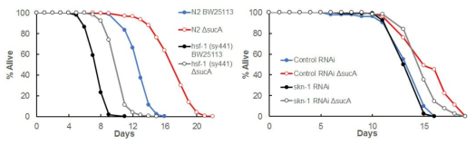 sucA 변이체에 의한 stress response 변이체의 수명조절 연구