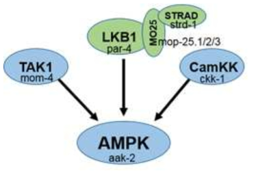 upstream kinase of AMPK