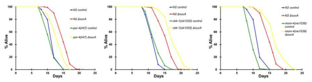 sucA 변이체에 의한 예쁜꼬마선충 변이체의 수명조절 연구