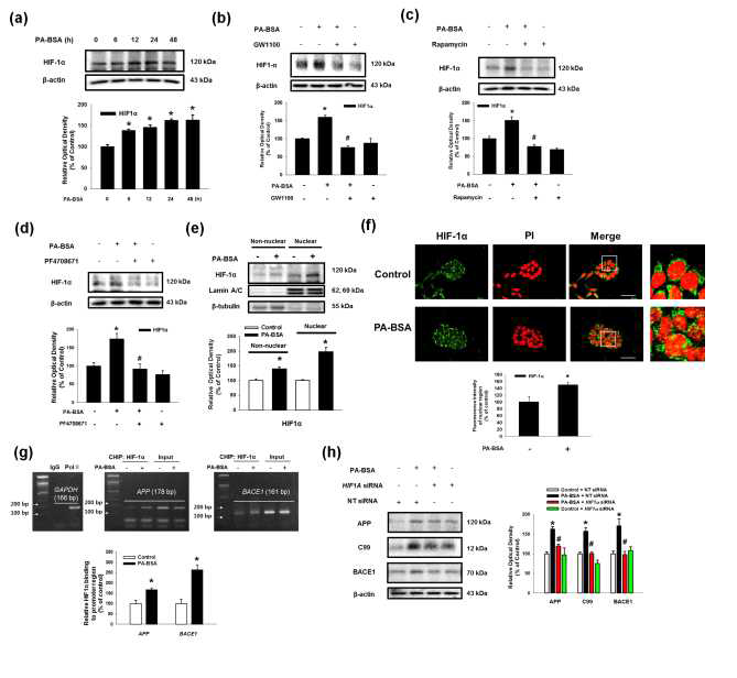 팔미트산에 의해 활성화 된 mTOR/HIF-1α pathway가 APP, BACE1 발현에 미치는 영향