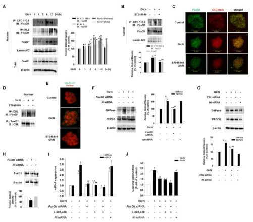글루코사민에 의해 O-글리코실화 된 FoxO1이 포도당 생성에 미치는 영향