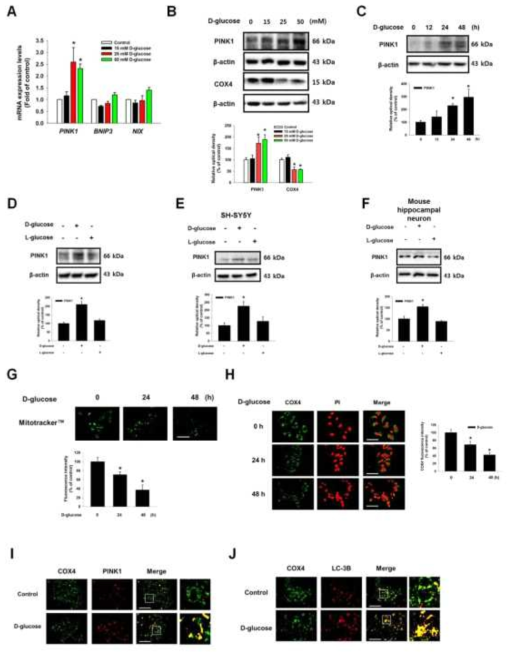신경세포에서 PINK1 유도성 미토파지에 관한 고농도 포도당의 영향