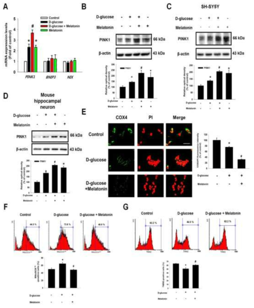 고농도 포도당 환경에 노출된 신경세포에서 PINK1 발현과 미토콘드리아 기능조절과 관련된 멜라토닌의 효과