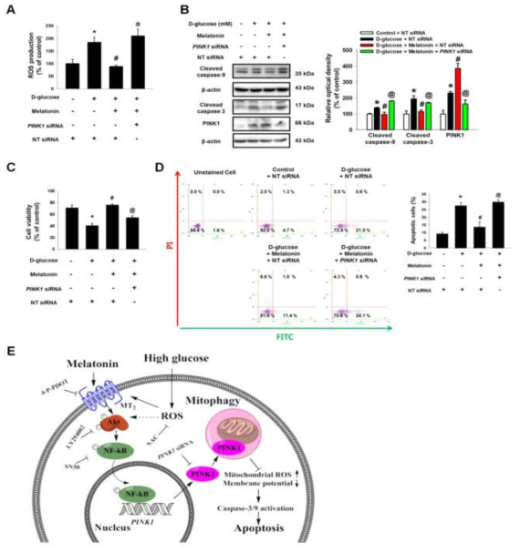 고농도 포도당 환경에서 멜라토닌에 의해 유도된 PINK1에 의한 세포사멸 방지 효과