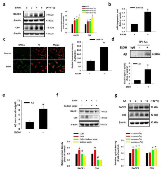 BACE1 발현과 아밀로이드 베타 생성에 대한 에탄올의 영향