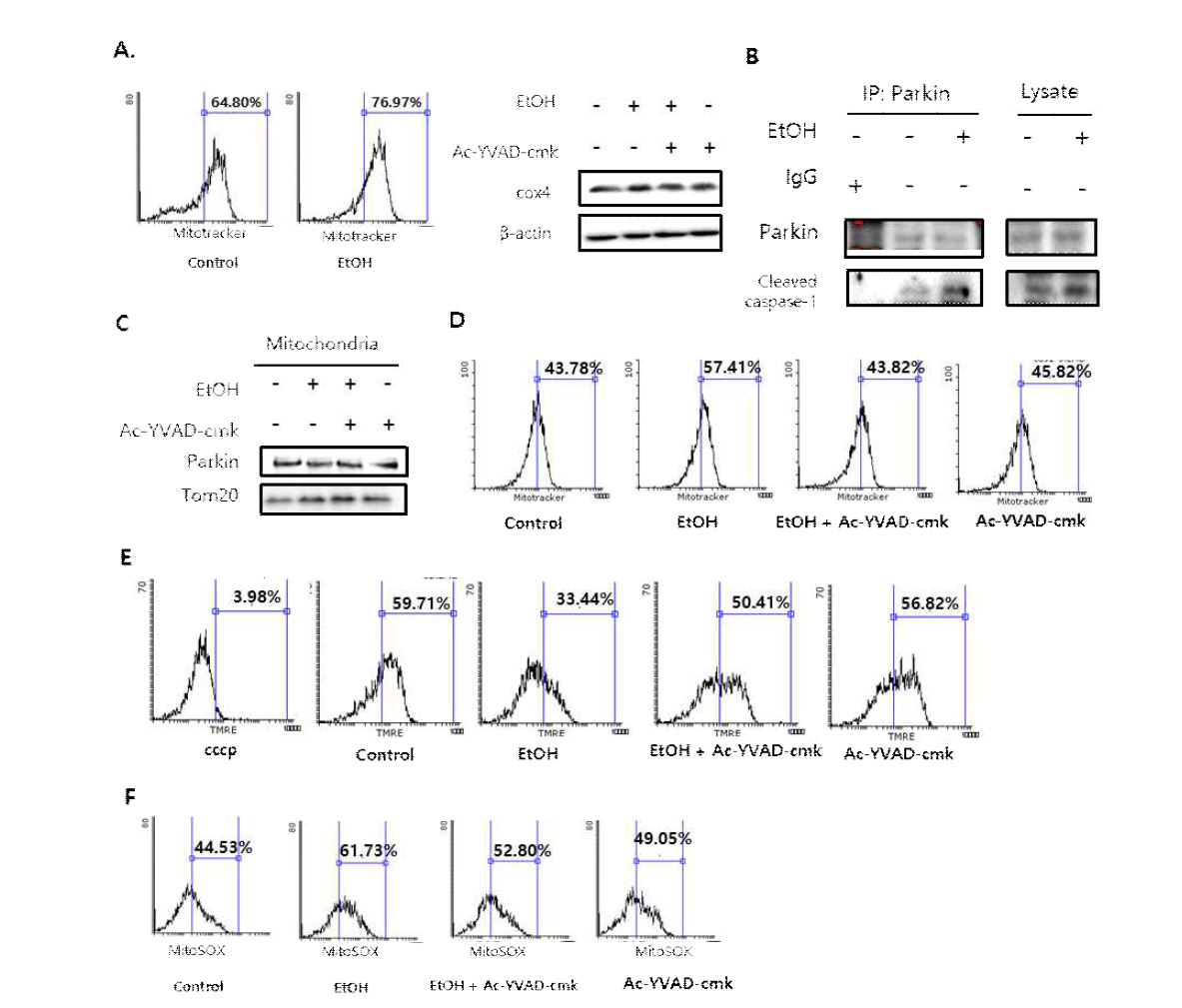 에탄올에 의한 caspase-1 활성과 parkin 유발 미토파지 억제 효과