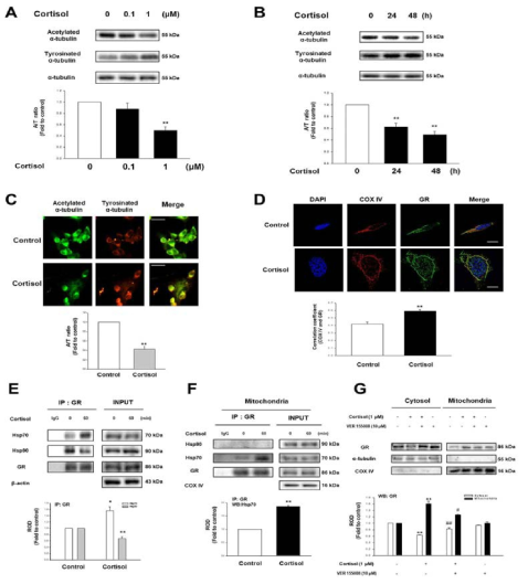 SH-SY5Y세포에서 Glucocorticoid가 미토콘드리아 GR 매개를 통하여 미세소관 안정화에 미치는 영향 연구