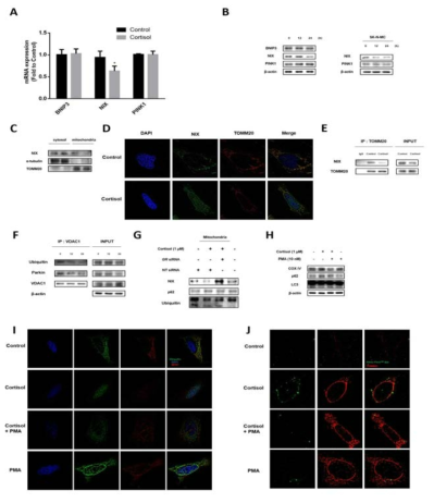 SH-SY5Y세포에서 Glucocorticoid가 NIX 단백질 발현에 미치는 영향 연구
