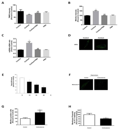 Glucocorticoid에 의한 NIX 발현 감소에 따른 미토콘드리아 기능 저하 연구