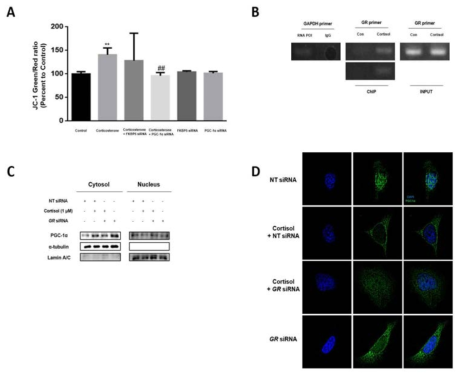 Glucocorticoid가 PGC1α 단백질 이동에 미치는 영향 연구