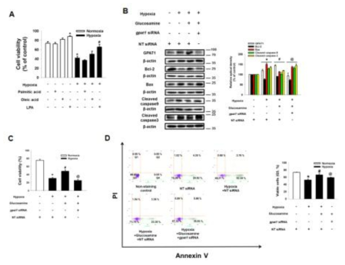GPAT1 발현과 대사체 LPA가 저산소환경에 노출된 줄기세포사멸에 미치는 영향