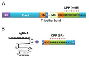 Cas9및 sgRNA와의 펩타이드 연결 구조