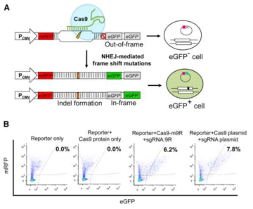 세포 외에서 리포터 시스템을 이용한 Cas9 단백질의 기능 검증