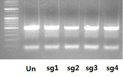 항생제 선별 전 T7E1 분석법을 통한 APP Swedish 돌연변이 작용 sgRNA 활성 측정