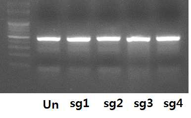 항생제 선별 후 7E1 분석법을 통한 APP Swedish 돌연변이 작용 sgRNA 활성 측정