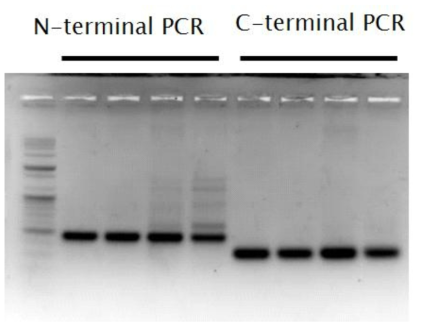 HITI방법을 이용한 유전자 교정을 PCR로 확인