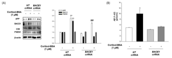 CRISPR-Cas9 유전자 가위 기술을 활용한 BACE1 유전자교정 신경세포주에 Cortisol-BSA에 의한 아밀로이드 베타 생성 효과