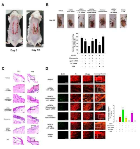 마우스 피부 허혈모델을 이용한 글루코사민과 GPAT1의 역할 규명