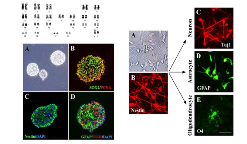 재태기간 13주 유산된 태아 뇌에서 인간 신경줄기세포 배양, 증식, 분화형태, 염색체형 특성 분석