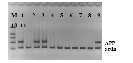 NSE/APPsw transgenic mice의 genotyping