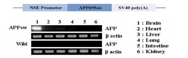 NSE/APPsw transgenic mice의 뇌 특이적 APP swedish mutant 발현
