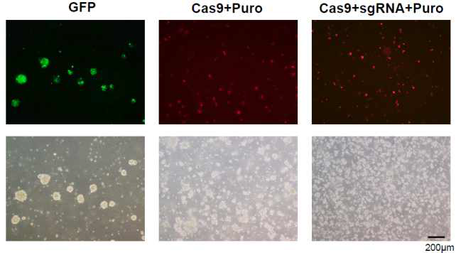 Electroporation 후 2일동안 Puromycine 처리 후 Cas9-GFP 발현 관찰