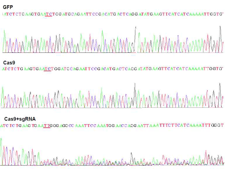 CRISPR/Cas9 system에 의한 APP Swedish mutant 교정