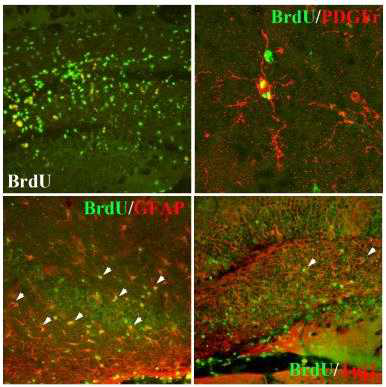 이식 전 BrdU로 표지된 공여 세포는 NSE/APPsw mice 해마 내 광범위하게 이주 및 생착이 관찰됨. 공여세포는 각 신경세포 특이적 marker (Tuj1, GFAP, PDGFr)를 발현