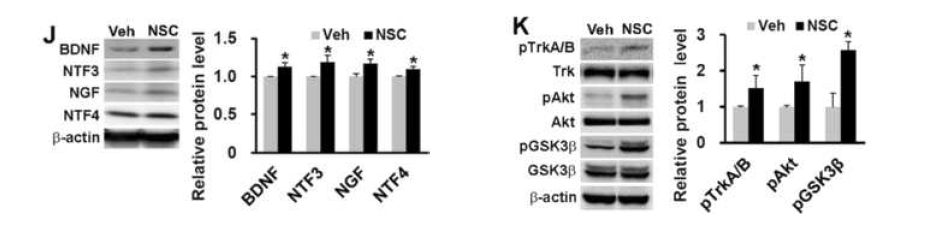 인간 신경전구세포를 이식받은 알츠하이머 동물모델에서의 Trk/Akt/GSK3β signaling