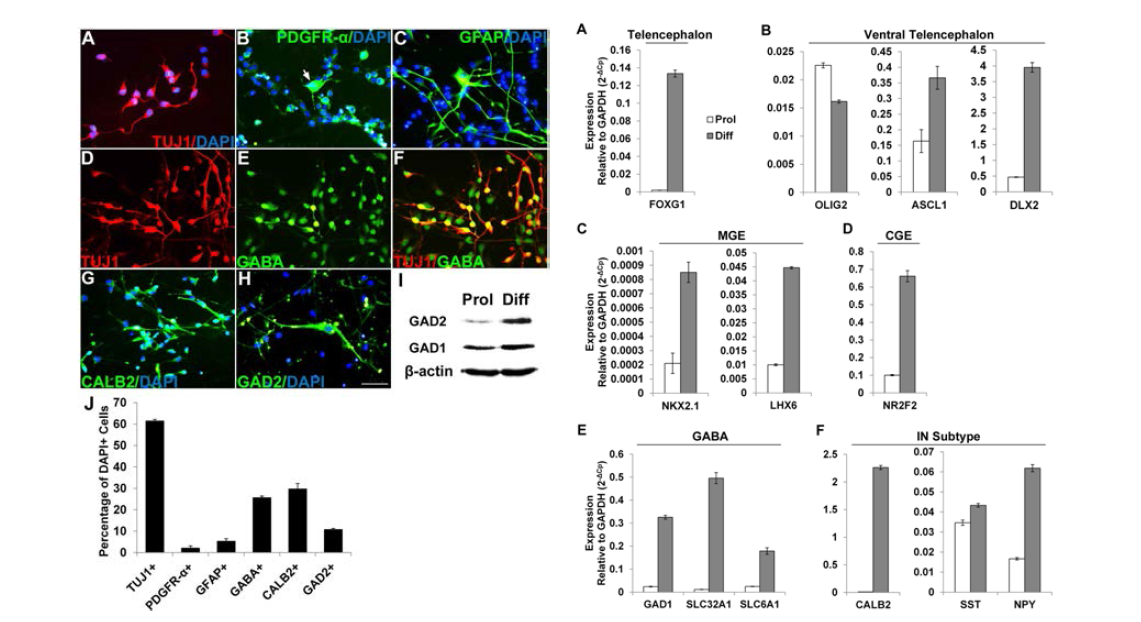 인간 신경전구세포는 각 신경세포 특이적 marker(Tuj1, GFAP, PDGFr)를 발현할 뿐만 아니라, 가바성 신경원 세포 marker(GABA, CALB, GAD2) 발현. 가바성 신경원세포 발생에 관련된 marker (FOXG1, ASCL1, DLX2, NKX2.1, LHX6, NR2F2), 가바성 신경원세포 marker (GAD1, SLC32A1, SLC6A1) 그리고 가바성 신경원세포 subtype marker (CALB2, SST, NPY) mRNA 발현 증가됨