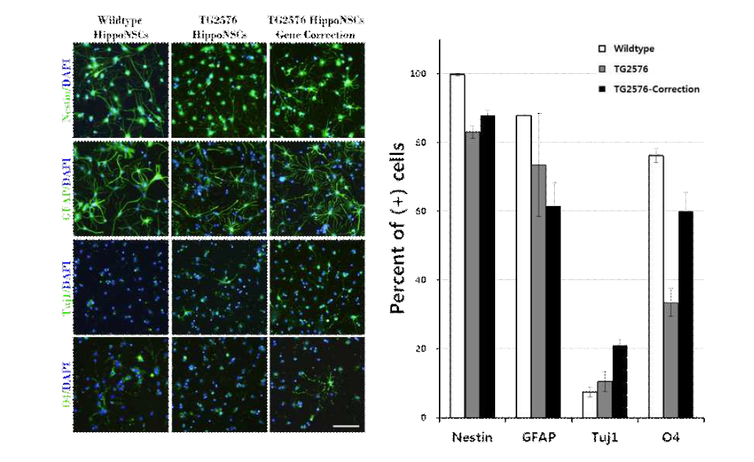 Tg2576 transgenic mice 유래 신경전구세포와 교정된 세포의 분화특성