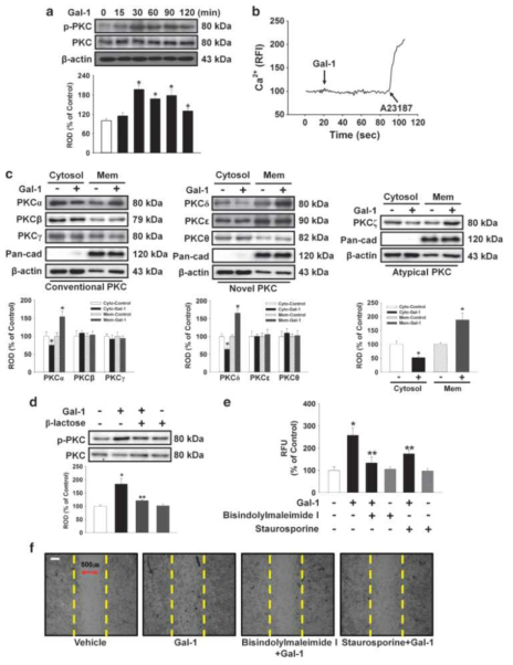 Gal-1의 처리 시 PKC 활성화 효과