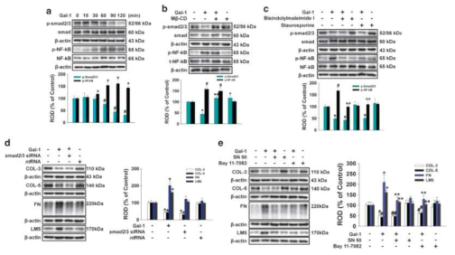 Gal-1에 의한 smad2/3와 NF-κB의 활성은 세포외기질 단백질의 발현을 조절함