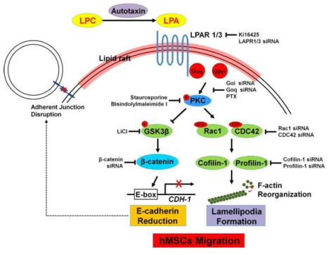 LPA에 의한 세포부착 단백질 와해와 세포 골격 재배열을 통한 세포 이동능 촉진에 대한 모식도