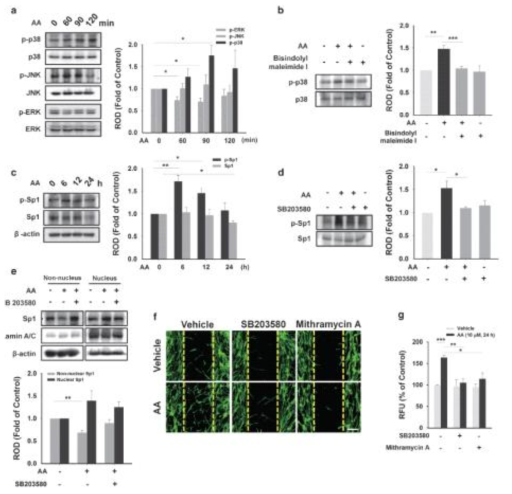 AA가 Sp1 활성화 과정에서 p38 MAPK의 인산화를 유도