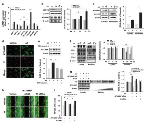 AA가 MT3-MMP의 발현과 FN의 분해에 미치는 효과