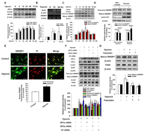 저산소 처리에 의해 유도된 FASN 발현에 있어 HIF-1α, SCAP, SREBP1의 역할