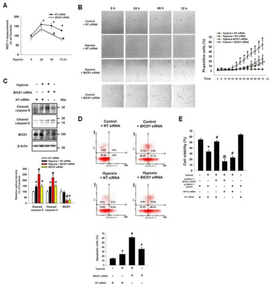 BICD1 조절이 저산소 환경에 노출된 줄기세포 생존률에 미치는 영향