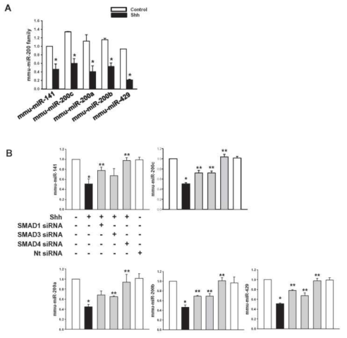 shh가 miR family에 미치는 효과