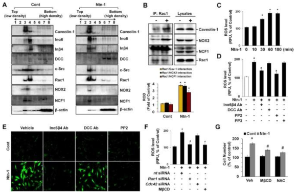 lipid raft를 통한 활성산소종 생성과 세포 증식 효과