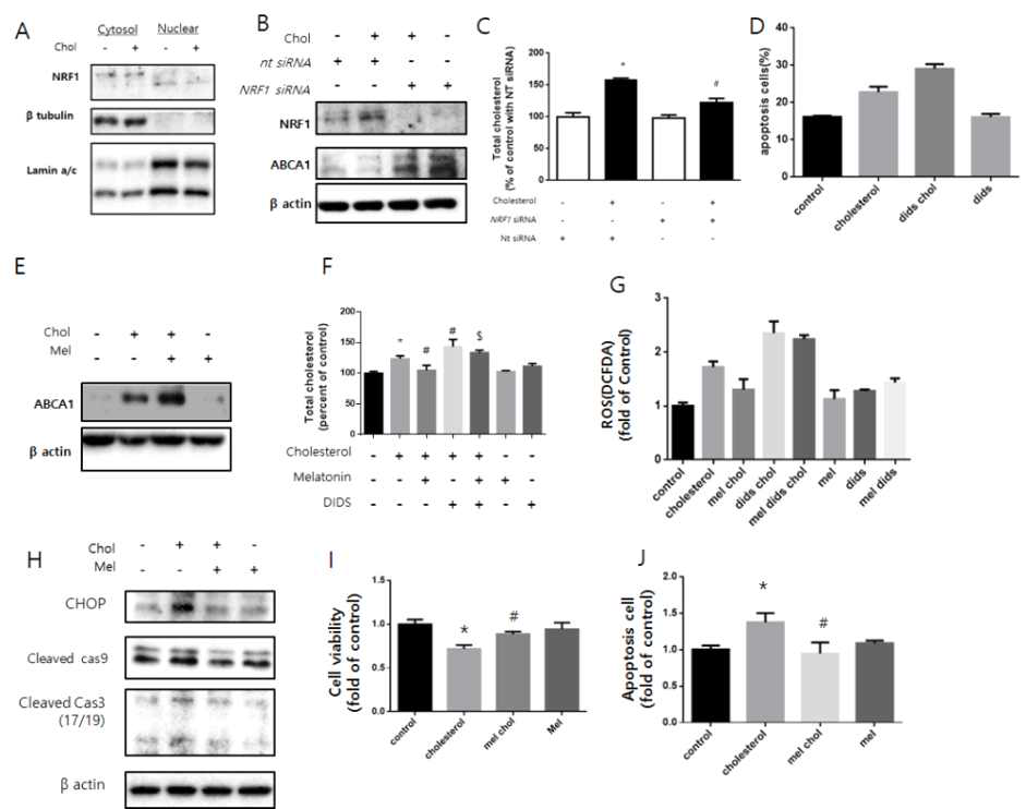 NRF1, ABCA1 경로를 통한 멜라토닌의 줄기세포 내 콜레스테롤 수준 조절 및 세포사멸 보호