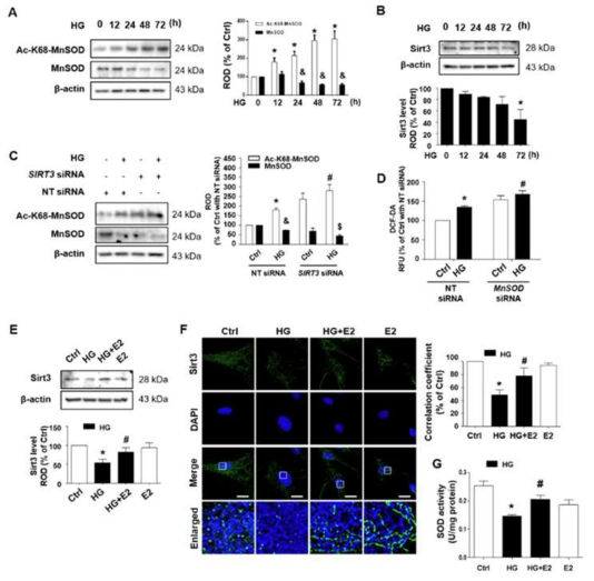 고포도당 상태에서 Sirt3에 의한 MnSOD활성 효과
