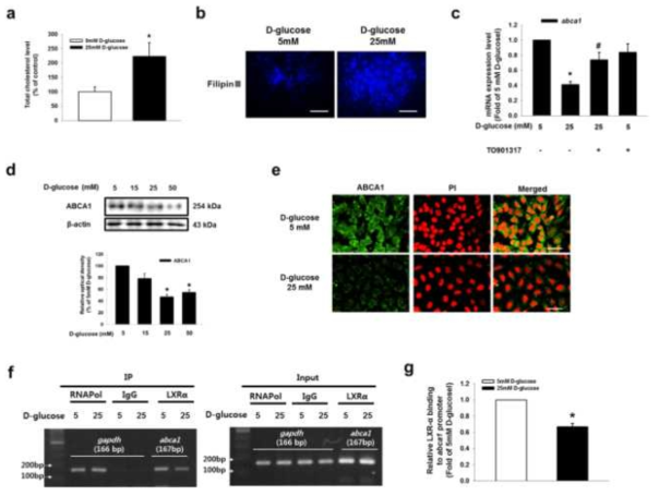 고농도 포도당에 의한 LXRα 감소가 ABCA1 발현과 콜레스테롤 축적에 미치는 역할