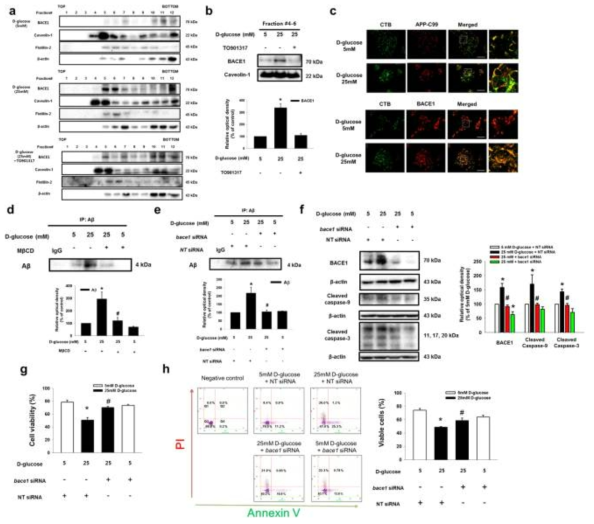 신경세포주 자멸사와 아밀로이드 형성에 있어서 고농도 포도당 유래 활성산소종에 의한 BACE1의 역할과 지질뗏목의 영향