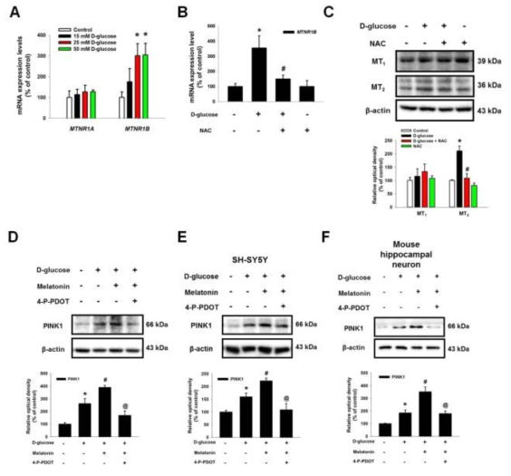 고농도 포도당 매개 PINK1 발현의 조절에 있어서 멜라토닌에 의한 MT2 신호의 역할