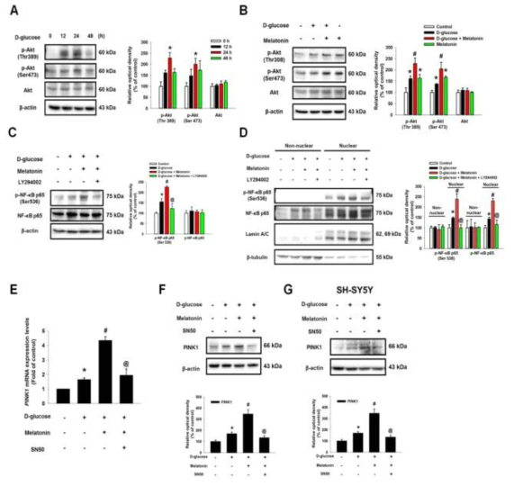 멜라토닌에 의해 유도된 PINK1 발현에서 Akt/NF-κB 전달 경로의 활성 유도 기전