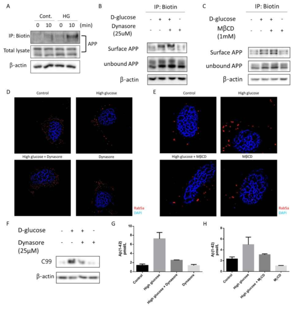 고농도 포도당 환경에서 앤도좀 과활성을 유발하는 아밀로이드 전구 단백질의 Clathrin, 지질 뗏목 매개 세포내 함입의 증가