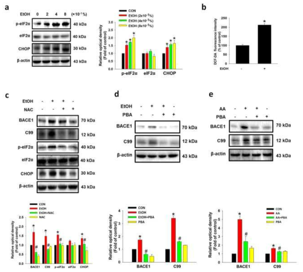 에탄올 처리에 의해 유도된 활성산소종생성이 ER stress를 통해 BACE-1 발현에 미치는 영향